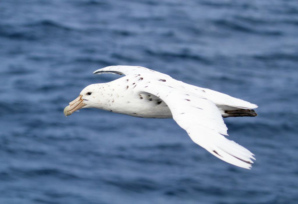 The White Morph - Heritage Collection Кайкоура Экстерьер фото